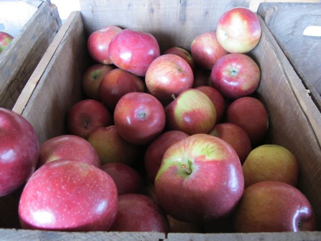 apples, fall vegetables