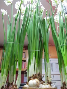 paperwhites, indoor flowers, forcing bulbs