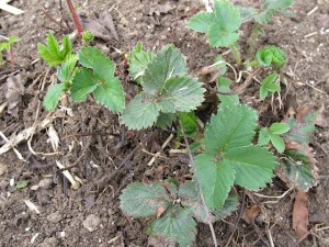 Sparkle Strawberries berries, strawberries