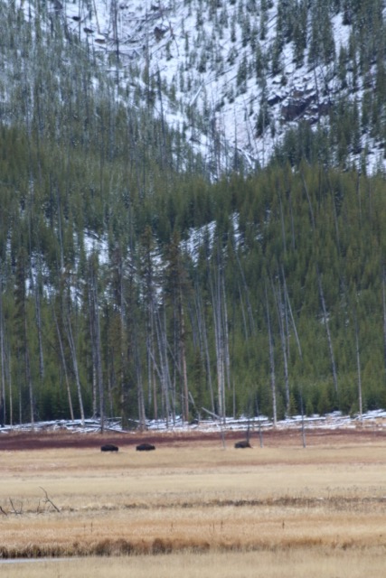 Yellowstone National Park