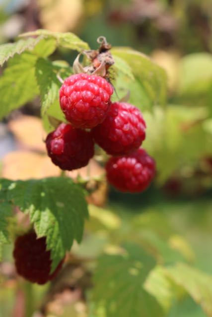 Raspberries
