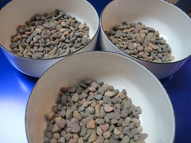 indoors blooms, bulbs