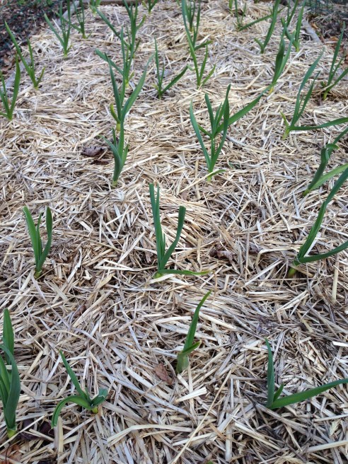 The garlic looks good.