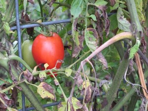 garden, tomatoes, vegetables