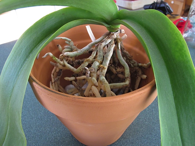 transplanting orchid, gardening