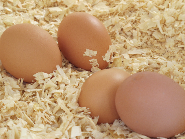 chickens, eggs, hens