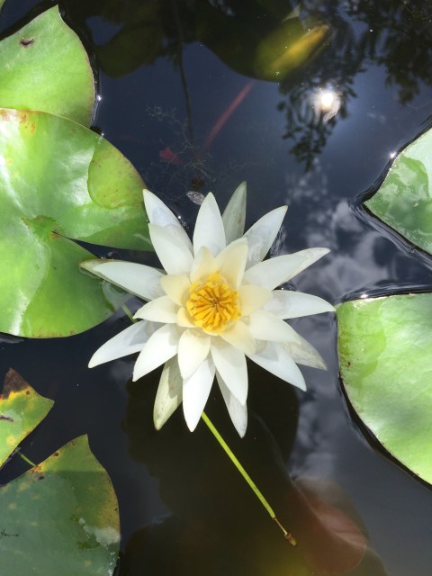 North Carolina Botanical Garden