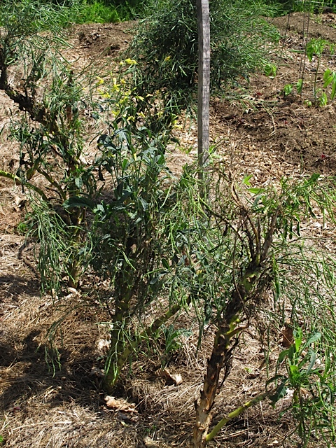 seed saving, spacing