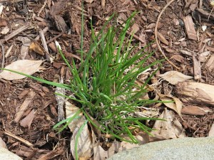 Chives herbs, homegrown