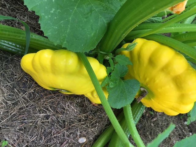 cooking patty pan squash