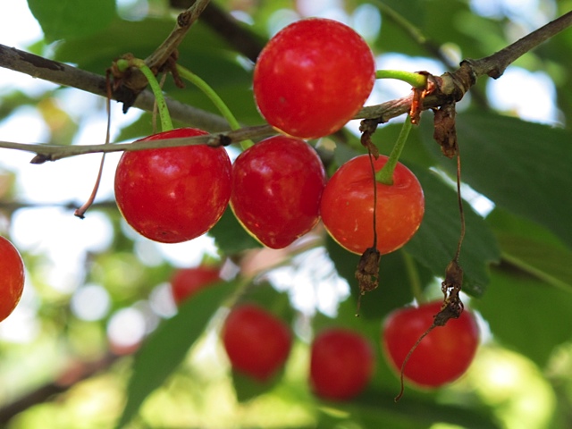 cordial, prudent pantry, prudent living