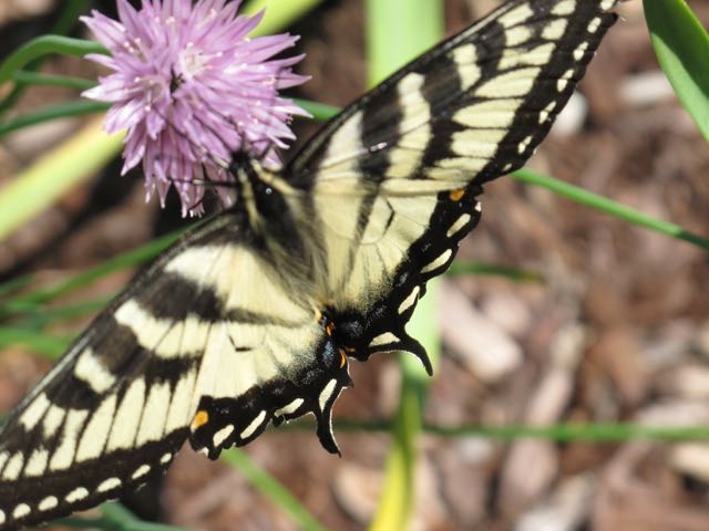 Swallowtail