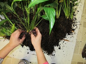 houseplants, repotting, prudent living