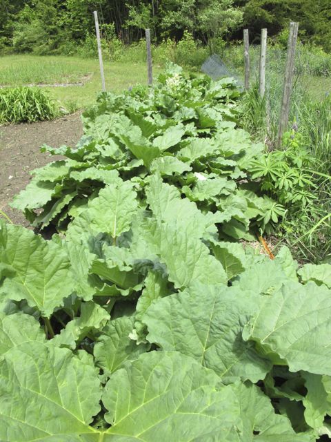 Rhubarb Patch