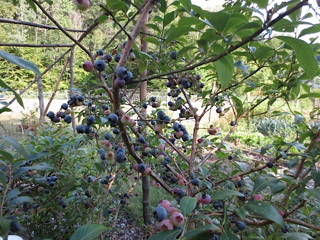 fruit, home garden, prudent living