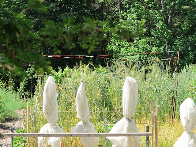  protecting crops, grains