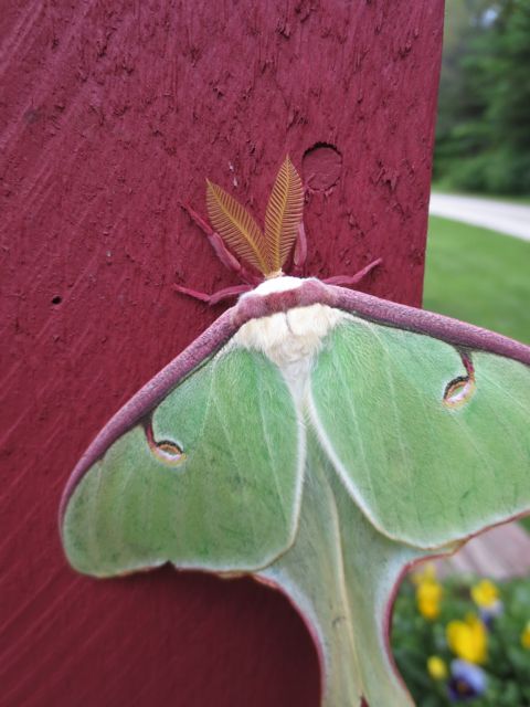 Lunar Moth