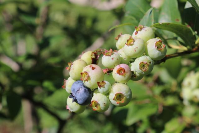Blueberries