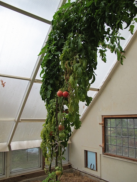 greenhouse, gardening