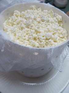 Curds in the mold cheese mold, cheese making