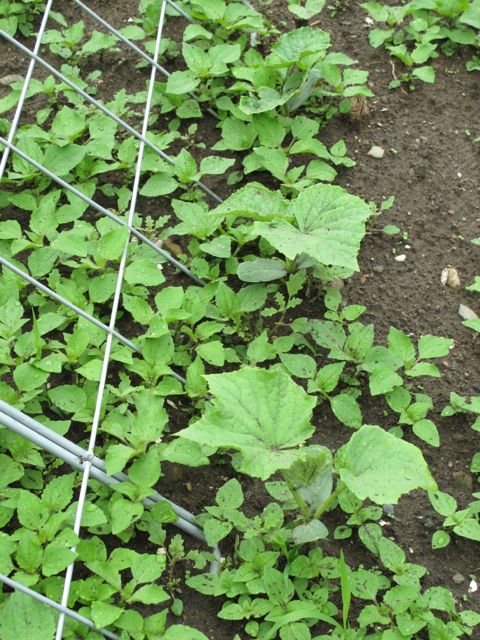 cucumbers and weeds