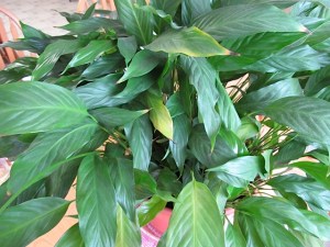 spathuphyllum tango, houseplants, repotting