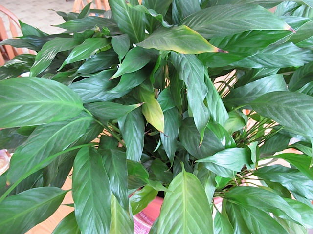 spathuphyllum tango, houseplants, repotting