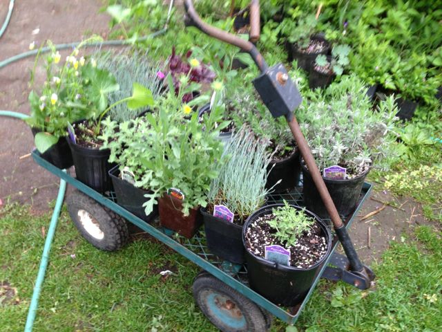 Plants to take home.