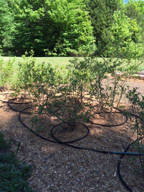 Blueberry bushes