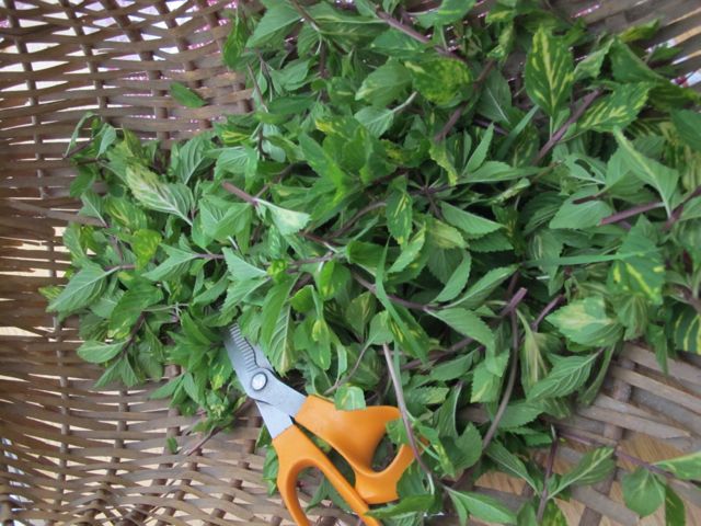 Coarsely chop the mint leaves.