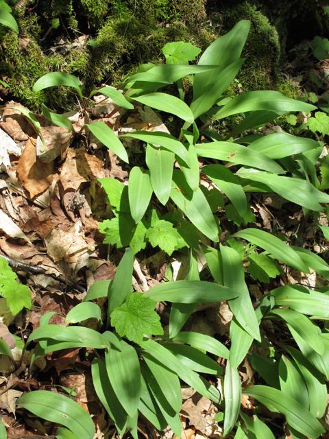 Wild ramps
