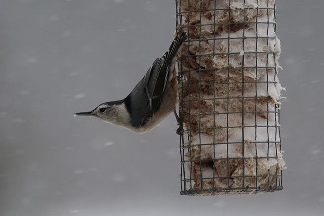 nuthatch