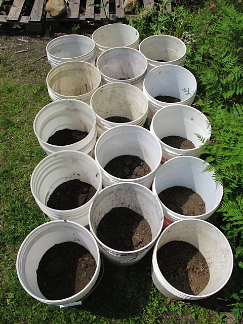 potatoes, experiment, prudent living