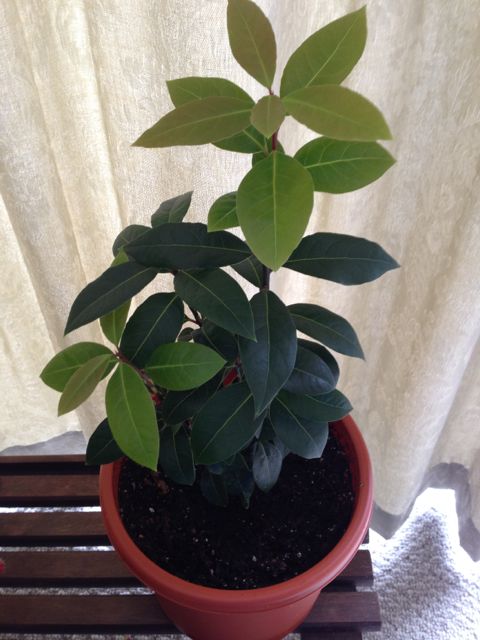 Transplanted Bay Plant