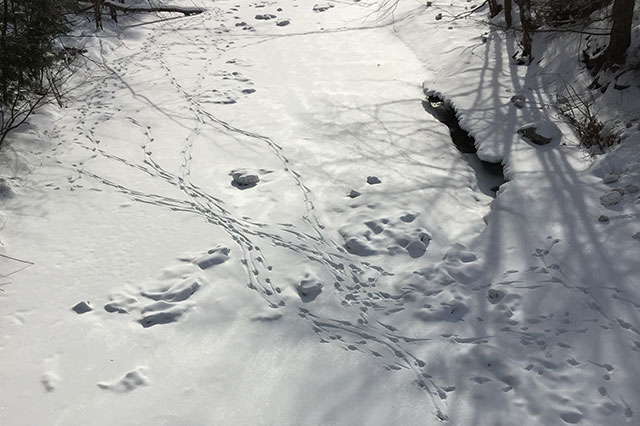 tracks in the snow