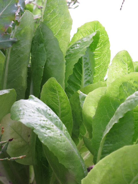 garden, prudent living, lettuce,