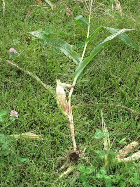 The bears have enjoyed our corn.