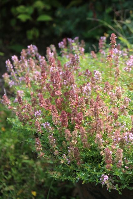 Flowering oregano