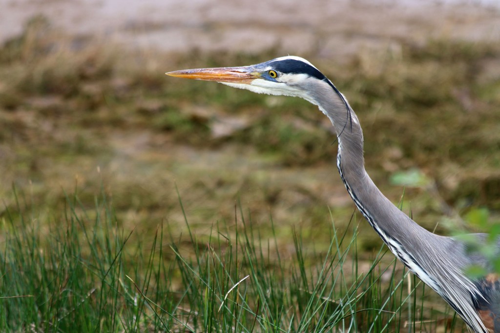 Exploring the Nisqually National Wildlife Refuge