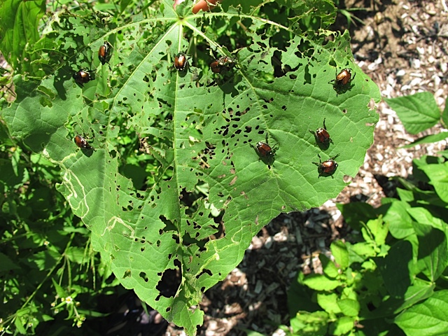bugs, garden pests