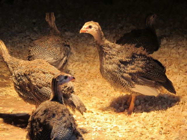 Young Guinea Fowl