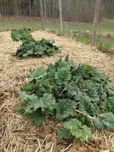 Rhubarb vegetable gardening