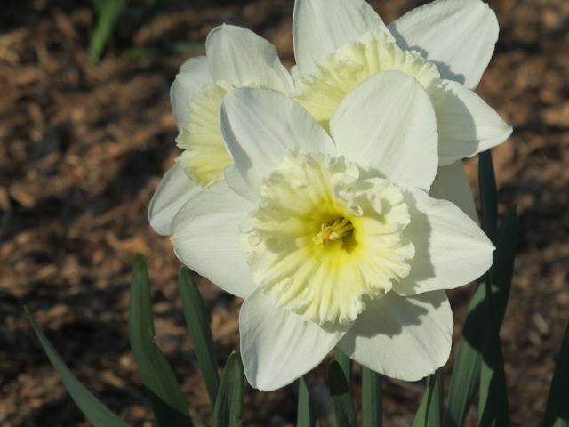 Daffodils in full bloom.
