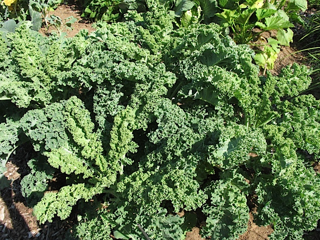 salads, green salads