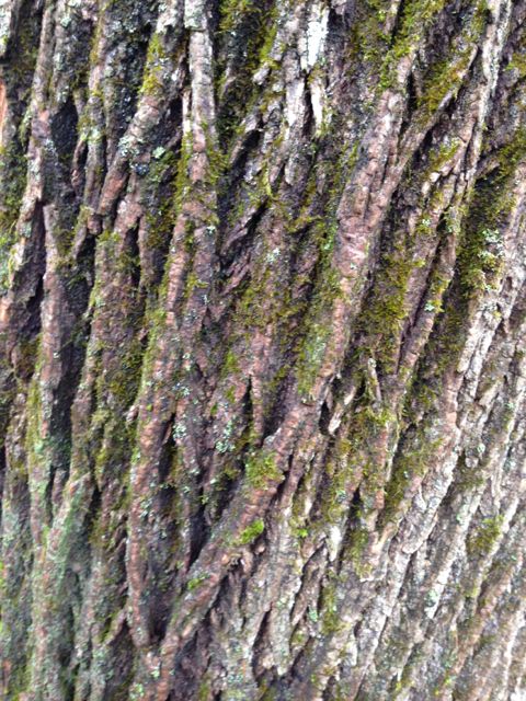 Ash Tree bark