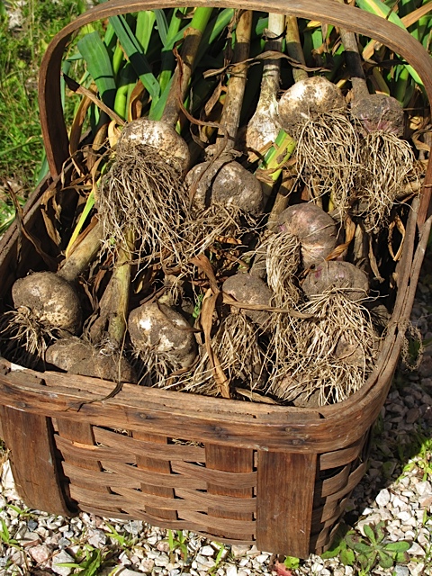 Garlic Harvest harvest, garden, prudent living