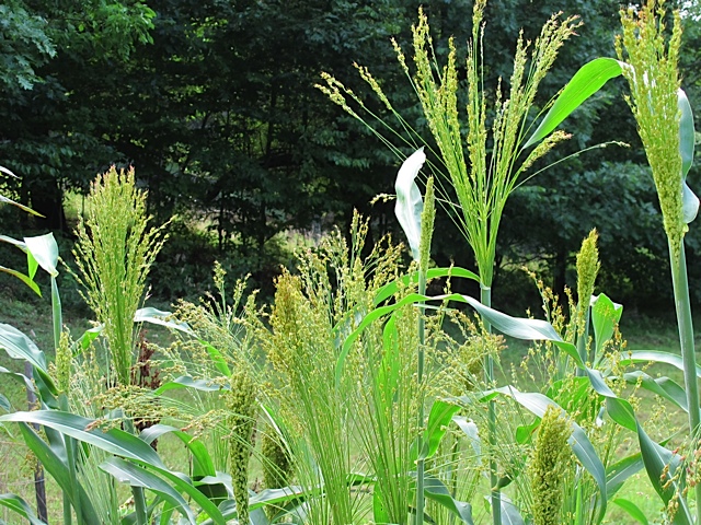 gardening, seed saving