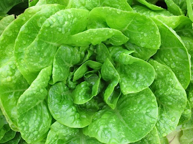 how long will seeds last