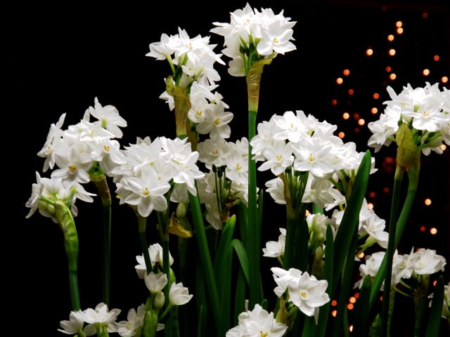 Narcissus Prudent living