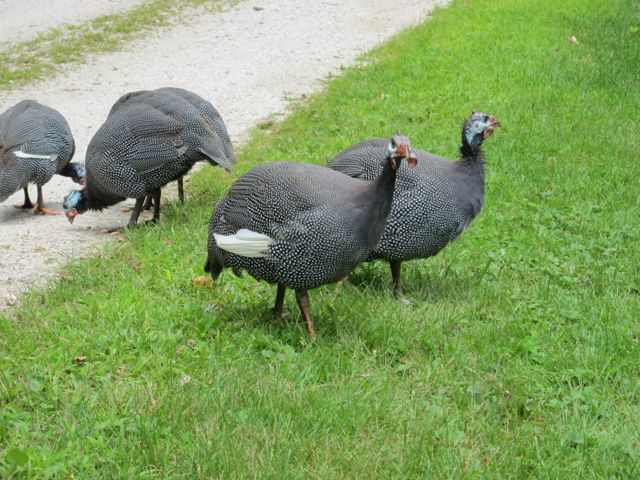 The Guineas looking for bugs!